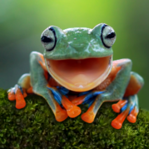 FrogNasticusPT